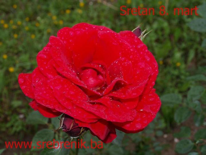 8 mart